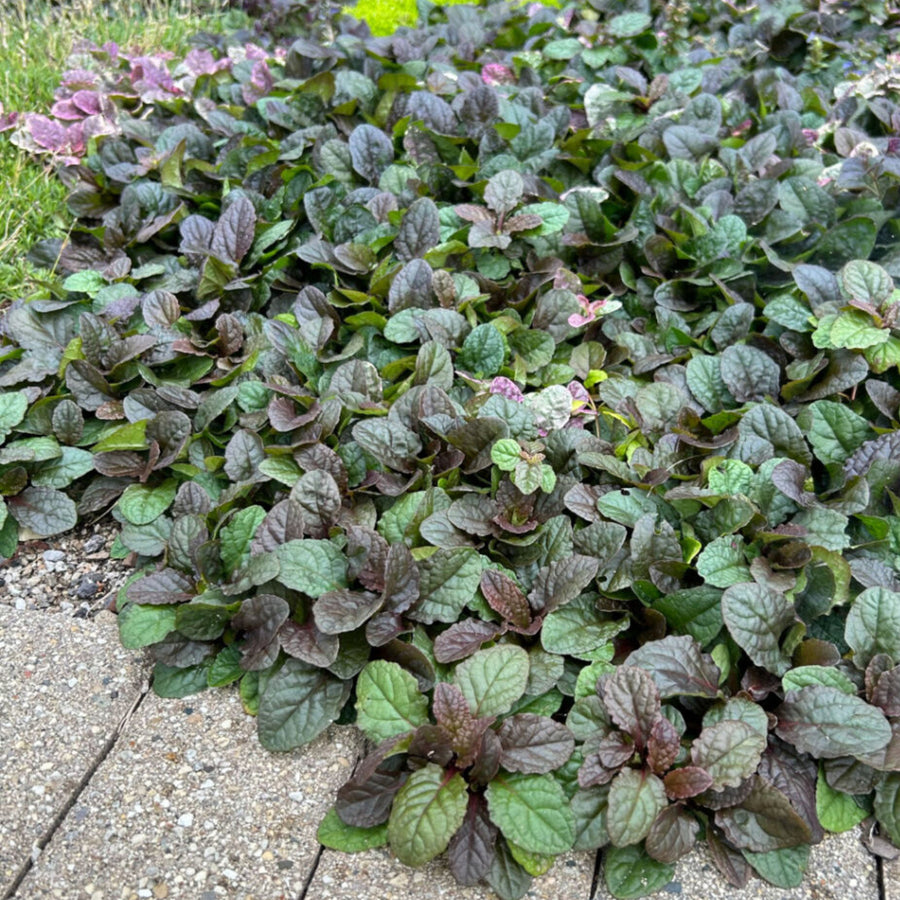 Ajuga Burgundy Glow Jumbo Plants A ground-level, slightly angled shot captures a dense patch of Ajuga reptans 'Burgundy Glow' growing alongside a paved area.  4