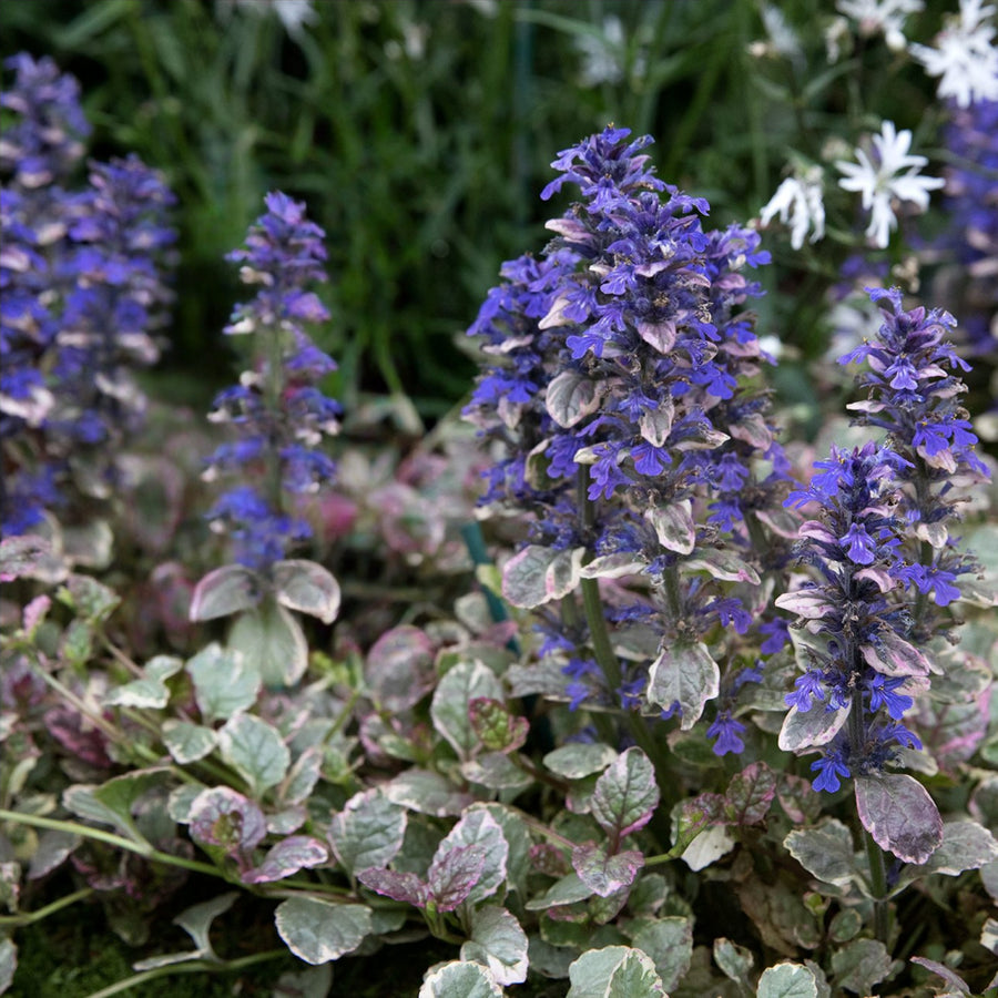 Ajuga Burgundy Glow Jumbo Plants A close-up shot captures several upright flower spikes of Ajuga reptans 'Burgundy Glow' in bloom. The flower spikes are densely covered with small, vibrant blue-purple flowers, creating a striking vertical element against the surrounding foliage.  1