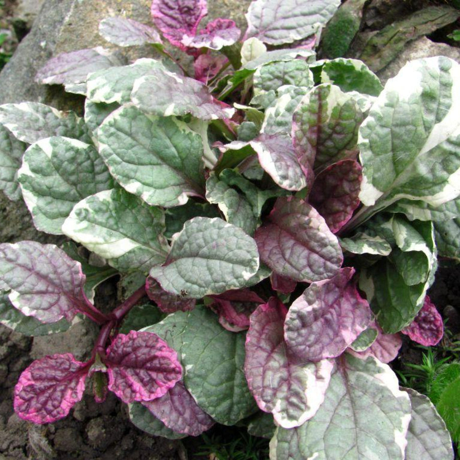 Ajuga Burgundy Glow Jumbo Plants A close-up shot captures a healthy clump of Ajuga reptans 'Burgundy Glow' growing in a garden setting. 5