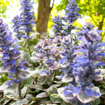Ajuga Burgandy Glow Bare Root  3