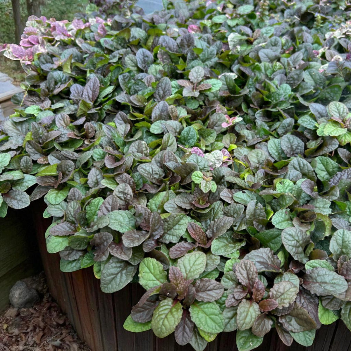 Ajuga Burgandy Glow Bare Root  4
