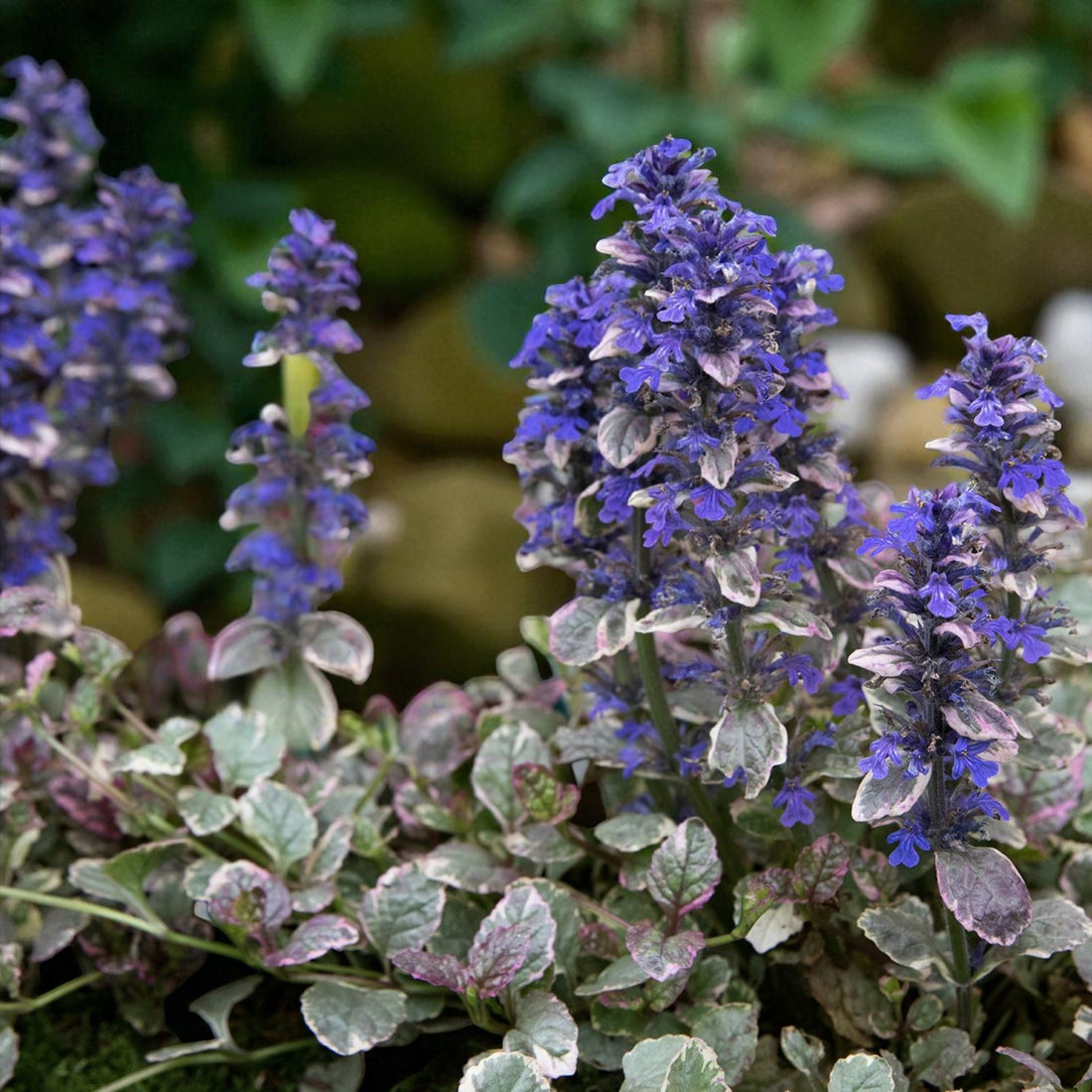 Ajuga Burgandy Glow Bare Root