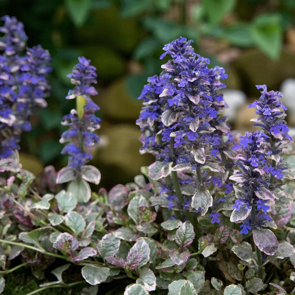 Ajuga Burgandy Glow Bare Root  2