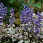Ajuga Burgandy Glow Bare Root  2