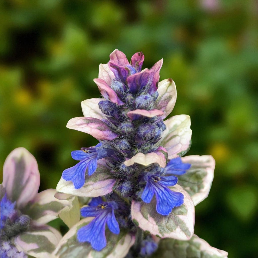 Ajuga Burgandy Glow Bare Root  1