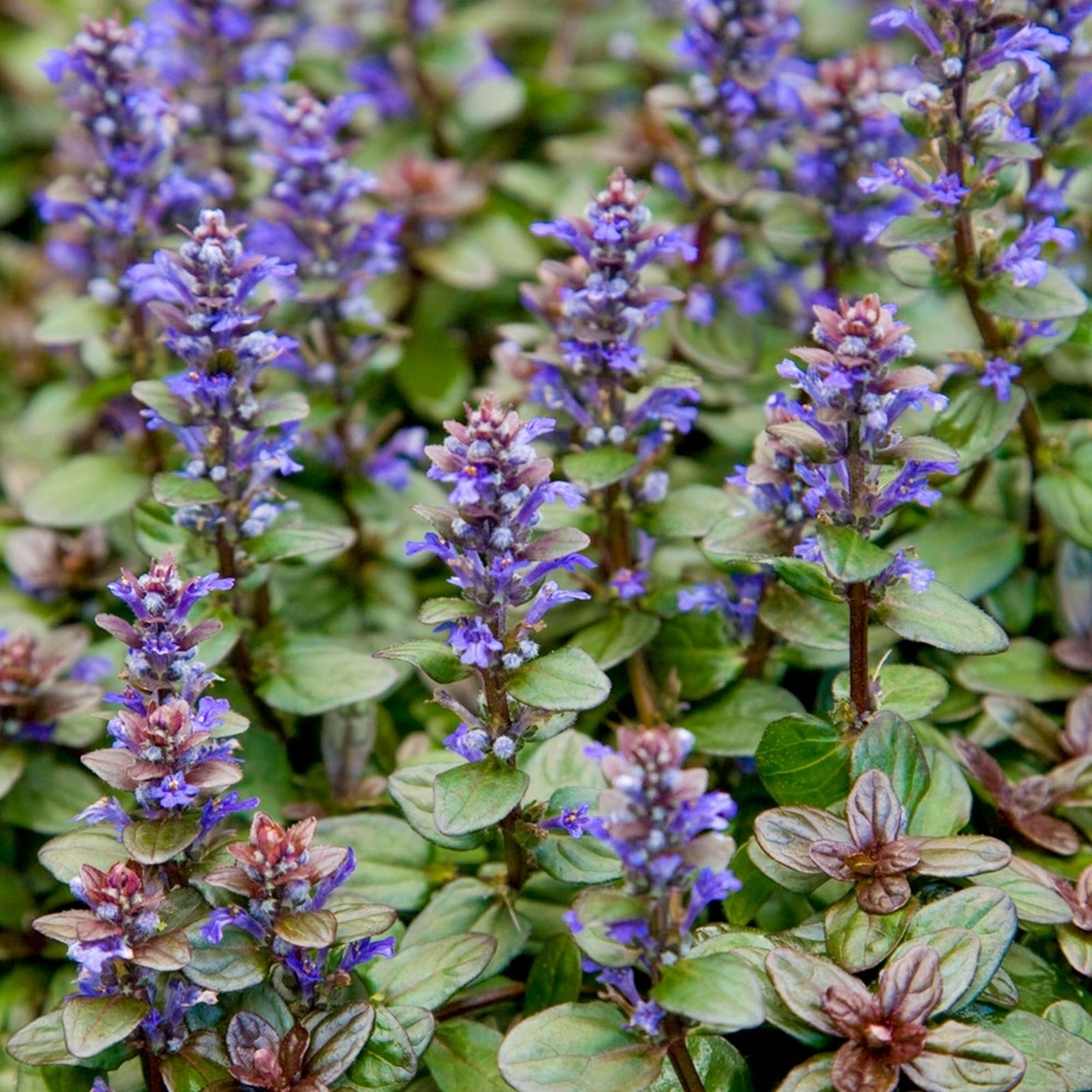 Ajuga reptans Chocolate Chip
