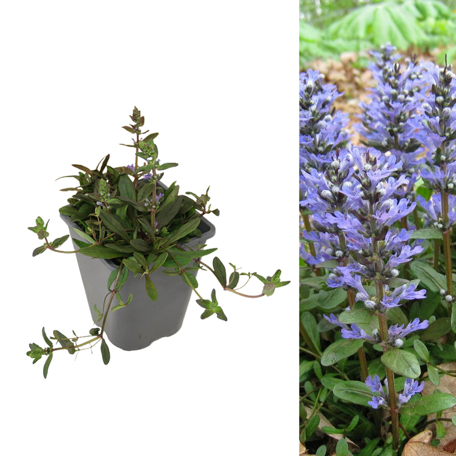 Ajuga reptans Chocolate Chip AJUGACHCIP1L-image2 1