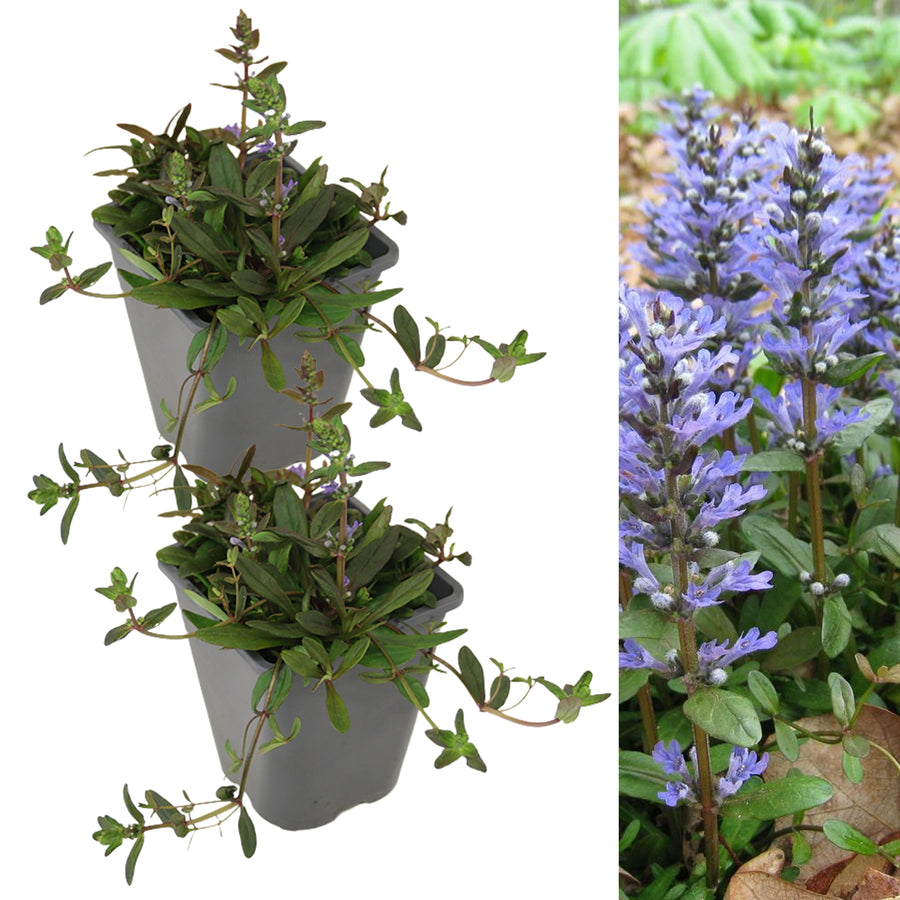 Ajuga reptans Chocolate Chip AJUGACHCIP1L-image2(2plants) 8