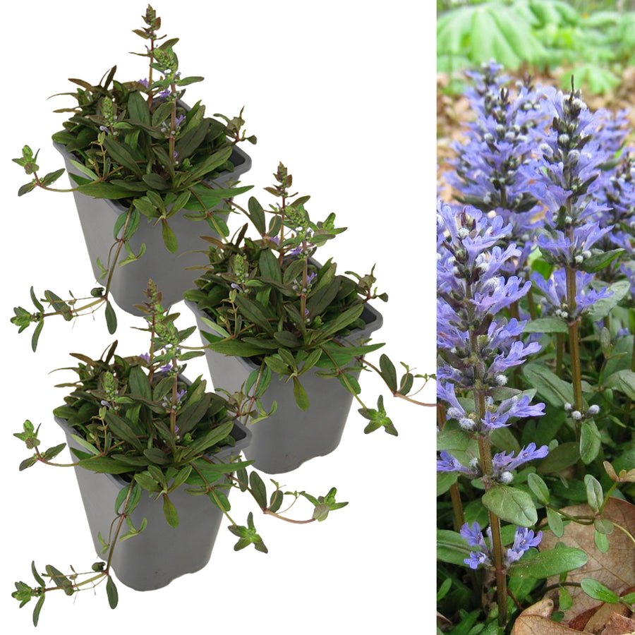 Ajuga reptans Chocolate Chip AJUGACHCIP1L-image2(3plants) 9