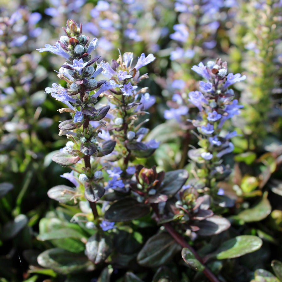Ajuga reptans Chocolate Chip AJUGACHCIP1L-image3 3