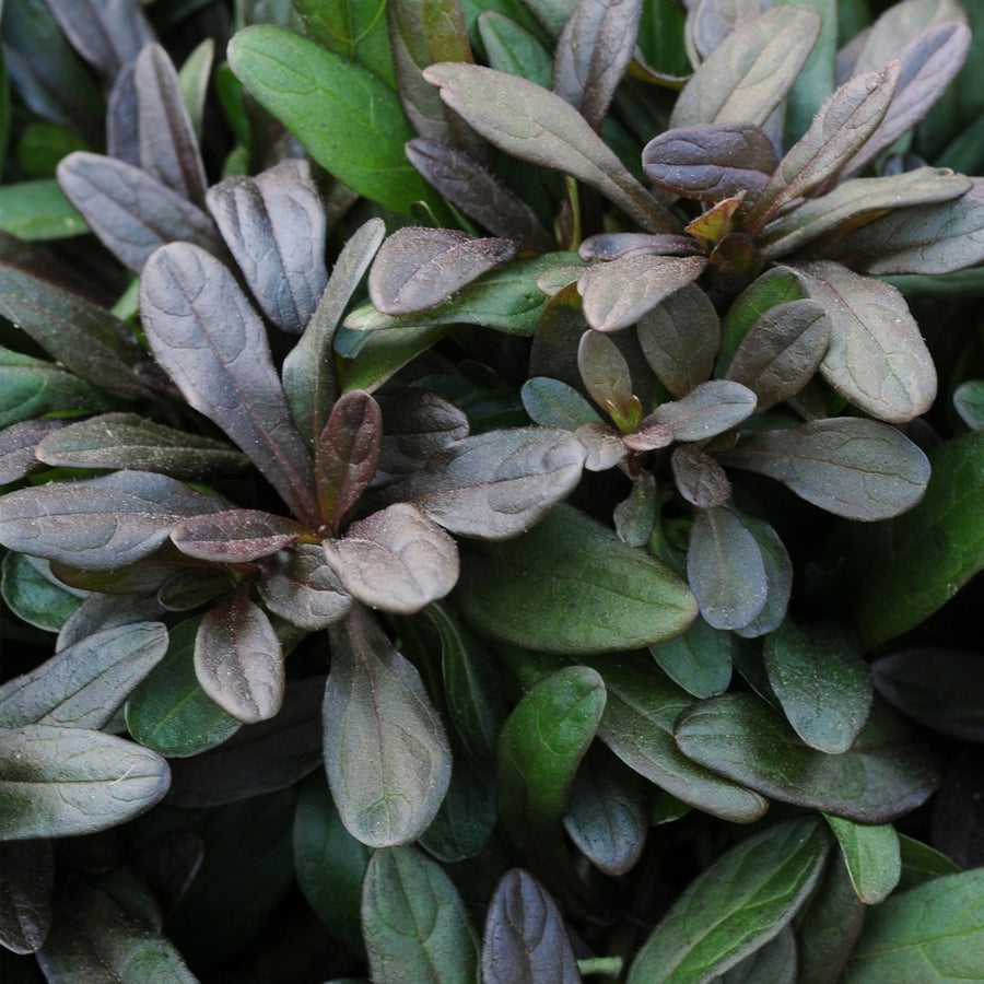 Ajuga reptans Chocolate Chip AJUGACHCIP1L-image4 4