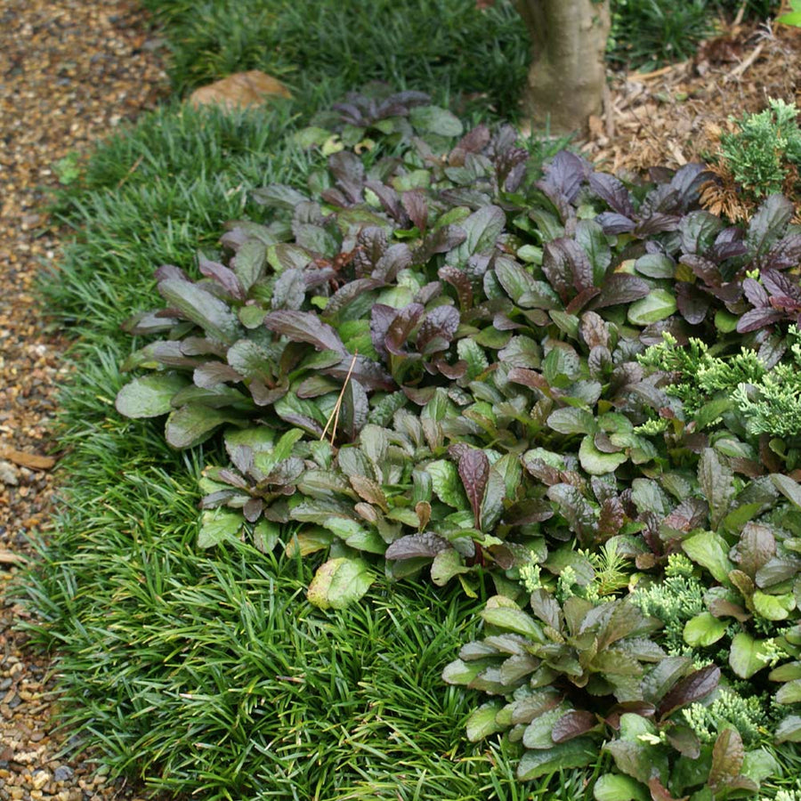 Ajuga reptans Chocolate Chip AJUGACHCIP1L-image5 5