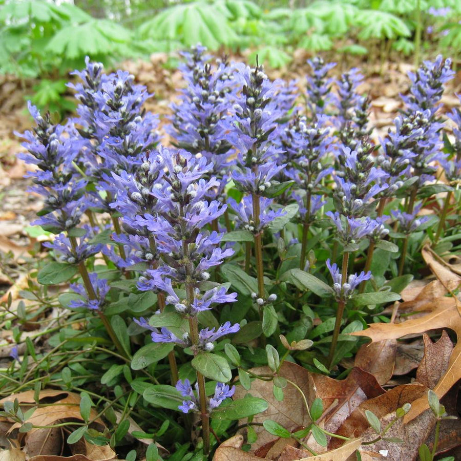 Ajuga reptans Chocolate Chip AJUGACHCIP1L-image6 6