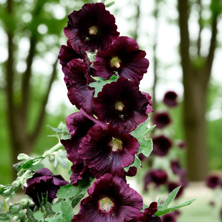 Purple Hollyhock Alcea Nigra Bare Root  3