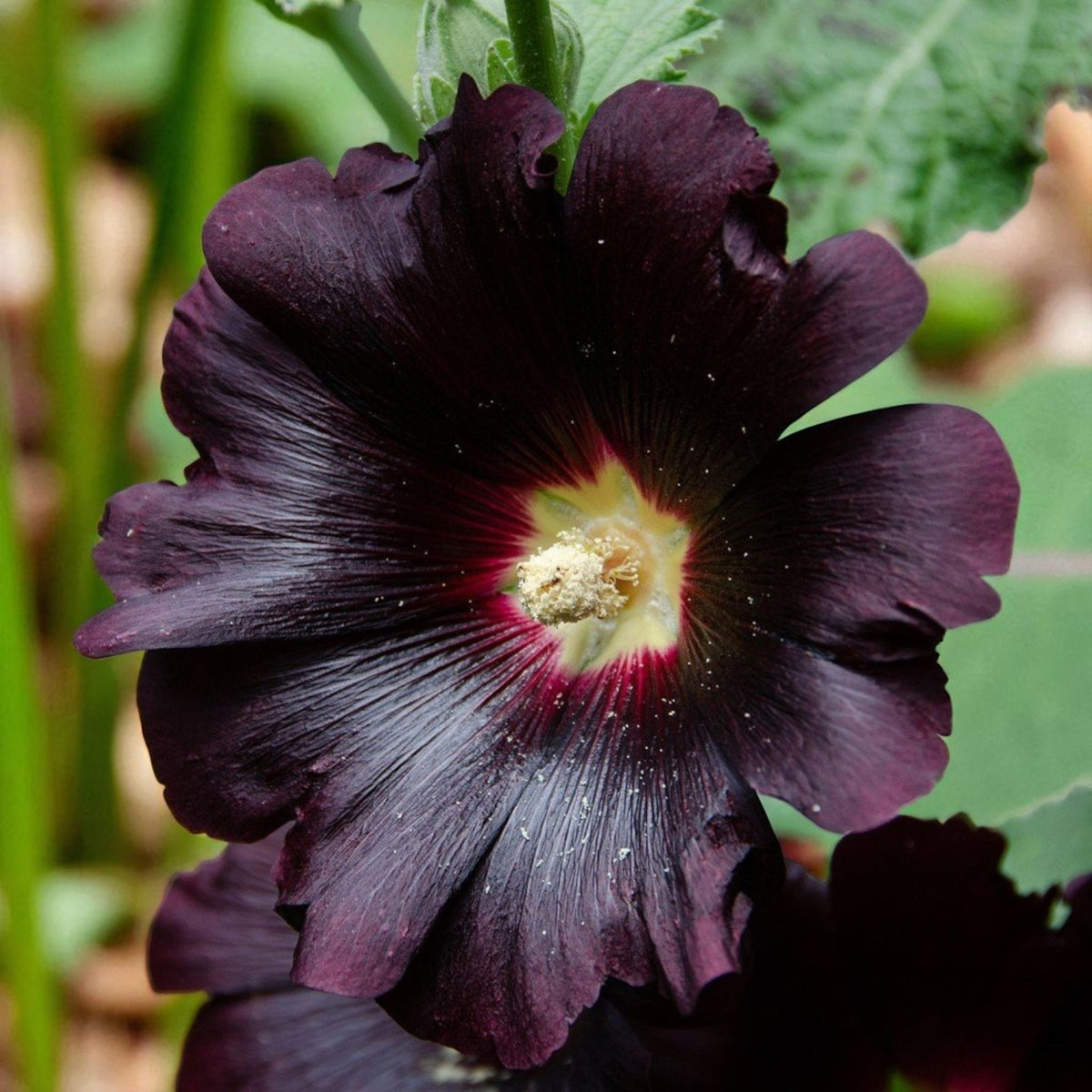 Purple Hollyhock Alcea Nigra Bare Root  3