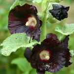 Purple Hollyhock Alcea Nigra Bare Root  1