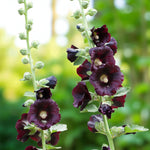 Purple Hollyhock Alcea Nigra Bare Root  4