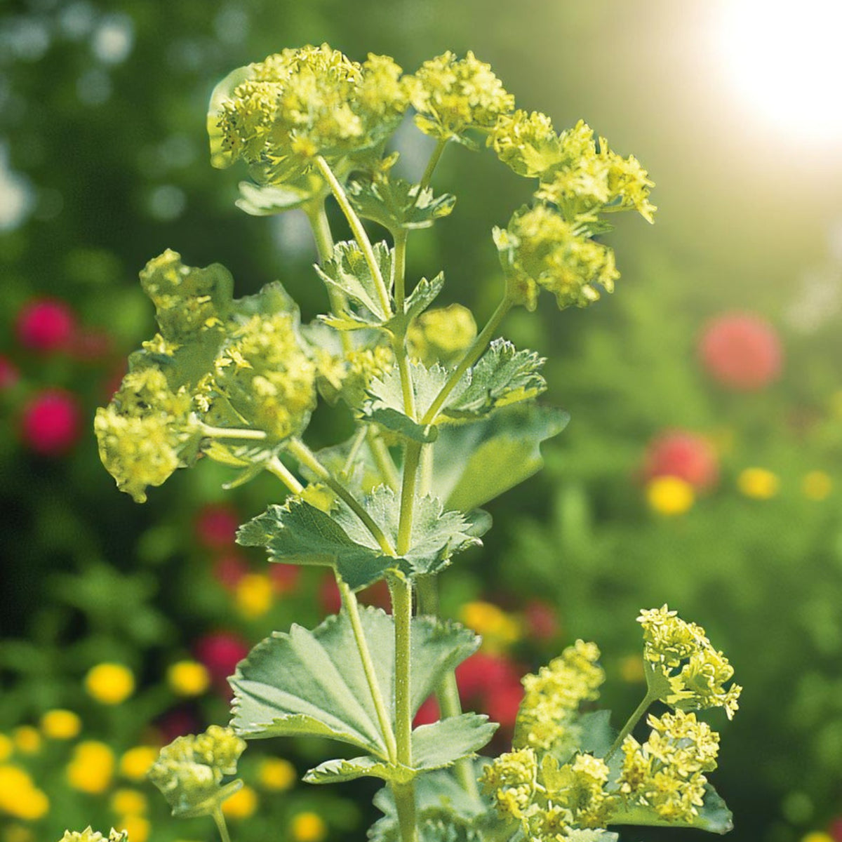 Alchemilla Mollis Lady’s Mantle Bare Root  3