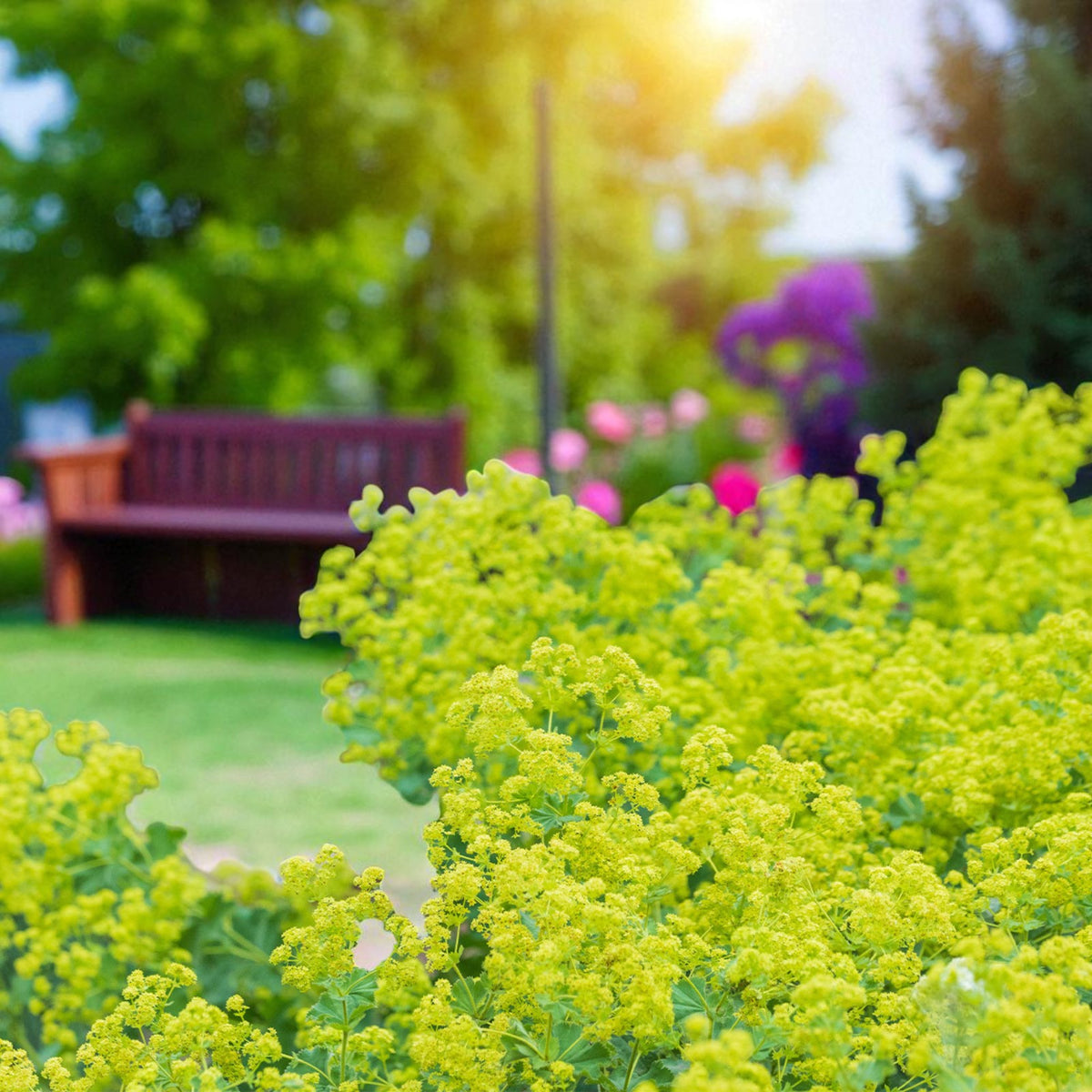 Alchemilla Mollis Lady’s Mantle Bare Root  4
