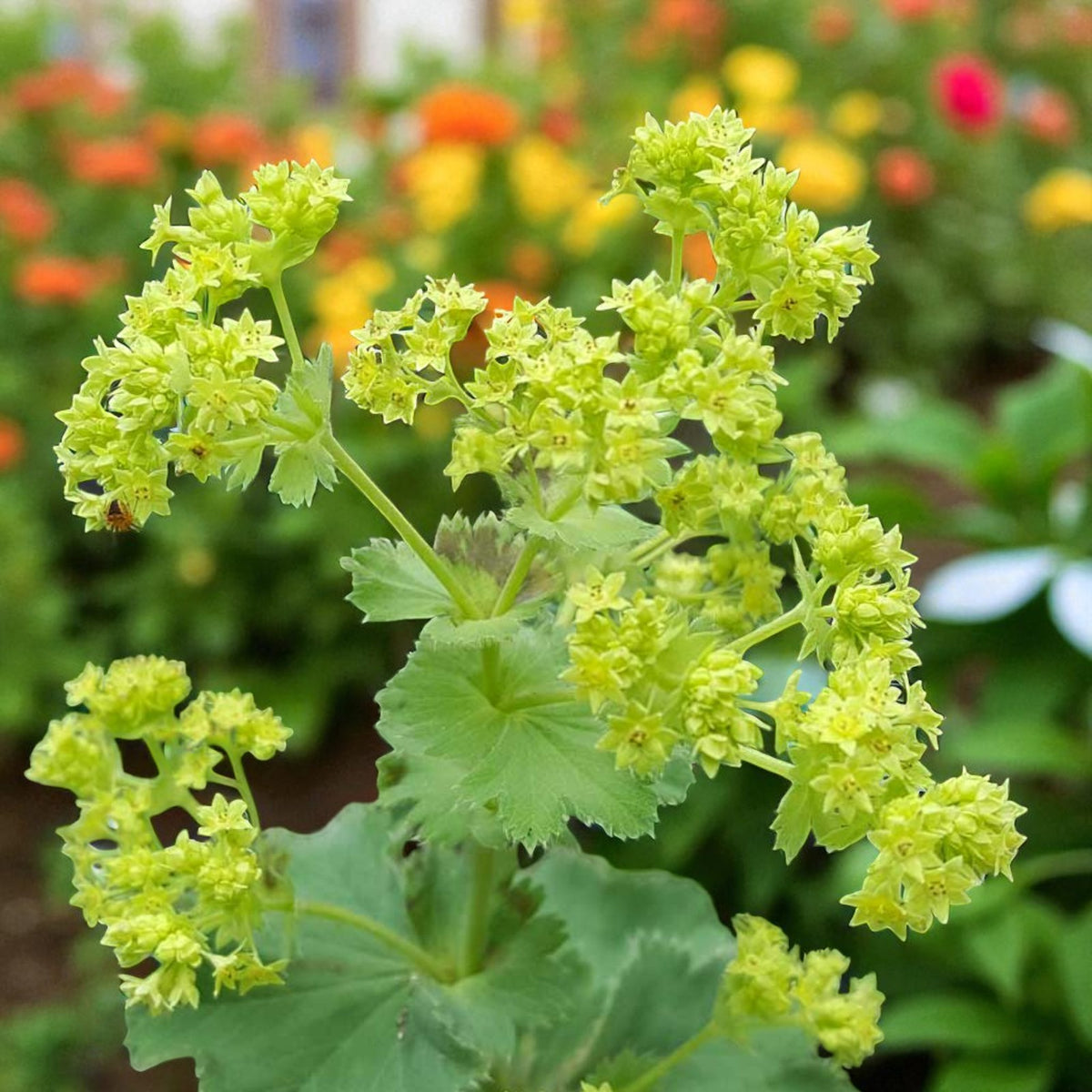 Alchemilla Mollis Lady’s Mantle Bare Root Close-up of green flowering plant with blurred colorful flowers in the background 2