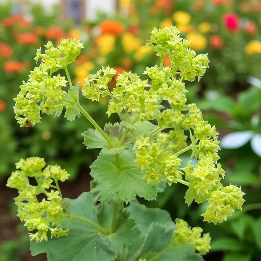 Alchemilla Mollis Lady’s Mantle Bare Root Close-up of green flowering plant with blurred colorful flowers in the background 1