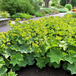 Alchemilla Mollis Lady’s Mantle Bare Root Green plants with yellow flowers in a garden setting 1