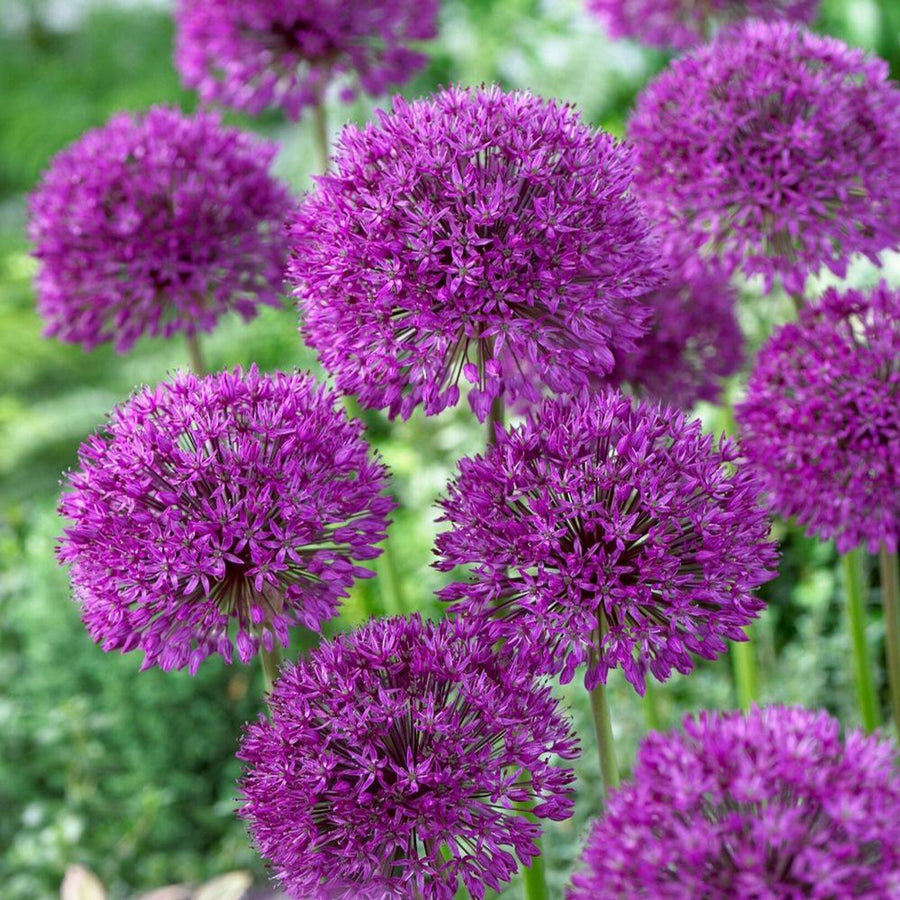 Allium Aflatunense Spring Bulbs Allium Aflatunense Bulbs image1 1