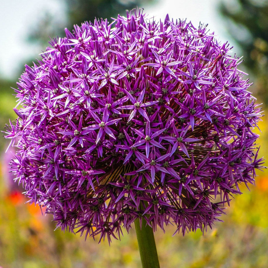 Allium Aflatunense Spring Bulbs Allium Aflatunense Bulbs image3 2