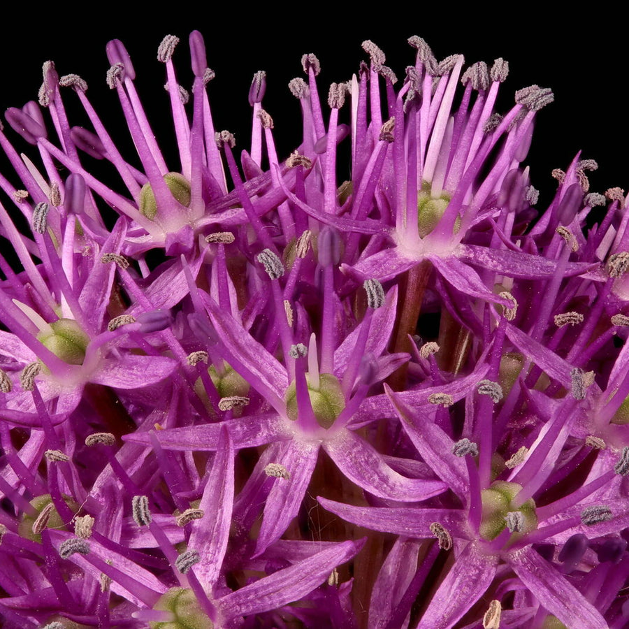 Allium Aflatunense Spring Bulbs Allium Aflatunense Bulbs image4 3