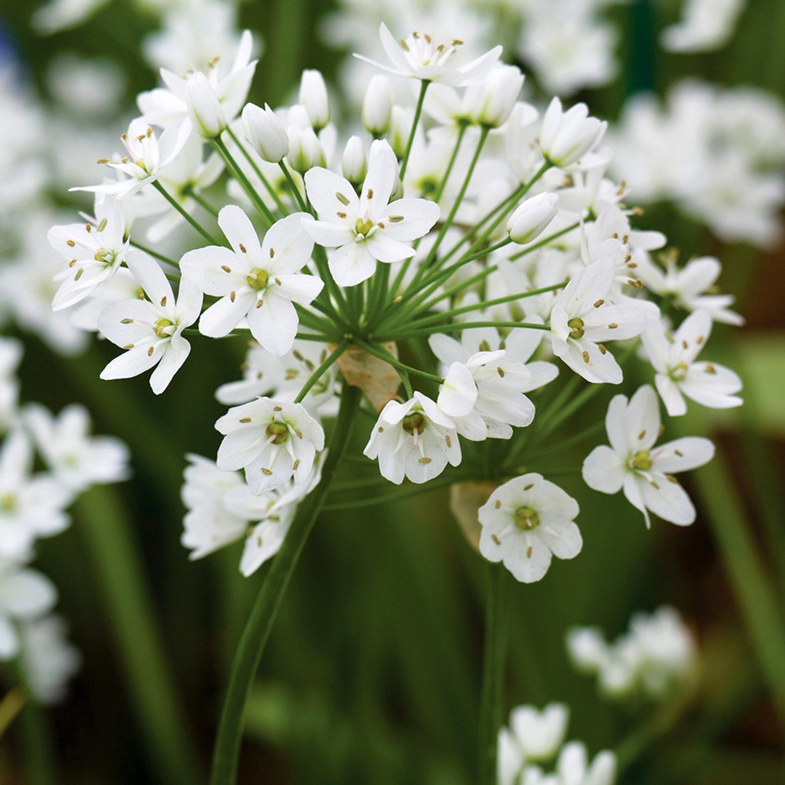 Allium Cowanii Bulbs