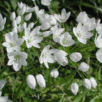 Allium Cowanii White Bulbs Allium Cowanii White Bulbs image3 3