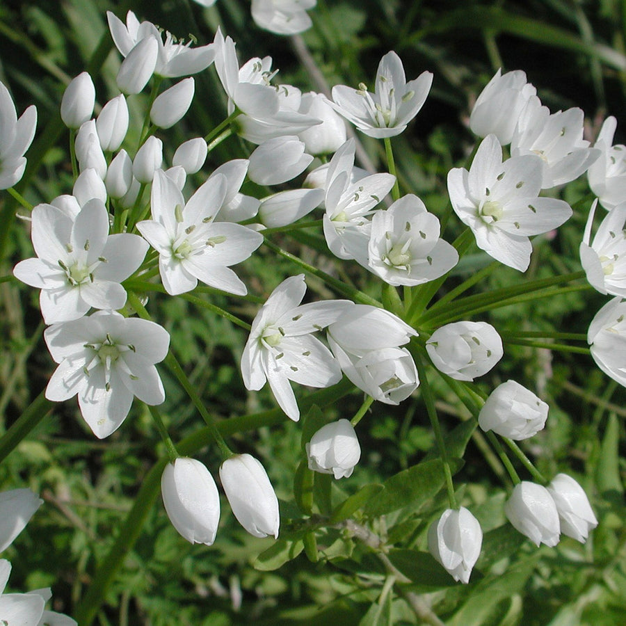 Allium Cowanii White Bulbs Allium Cowanii White Bulbs image3 1