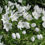 Allium 100 Bulb Mix  5