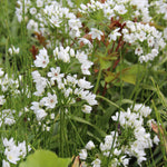 Allium Cowanii White Bulbs Allium Cowanii White Bulbs image4 4