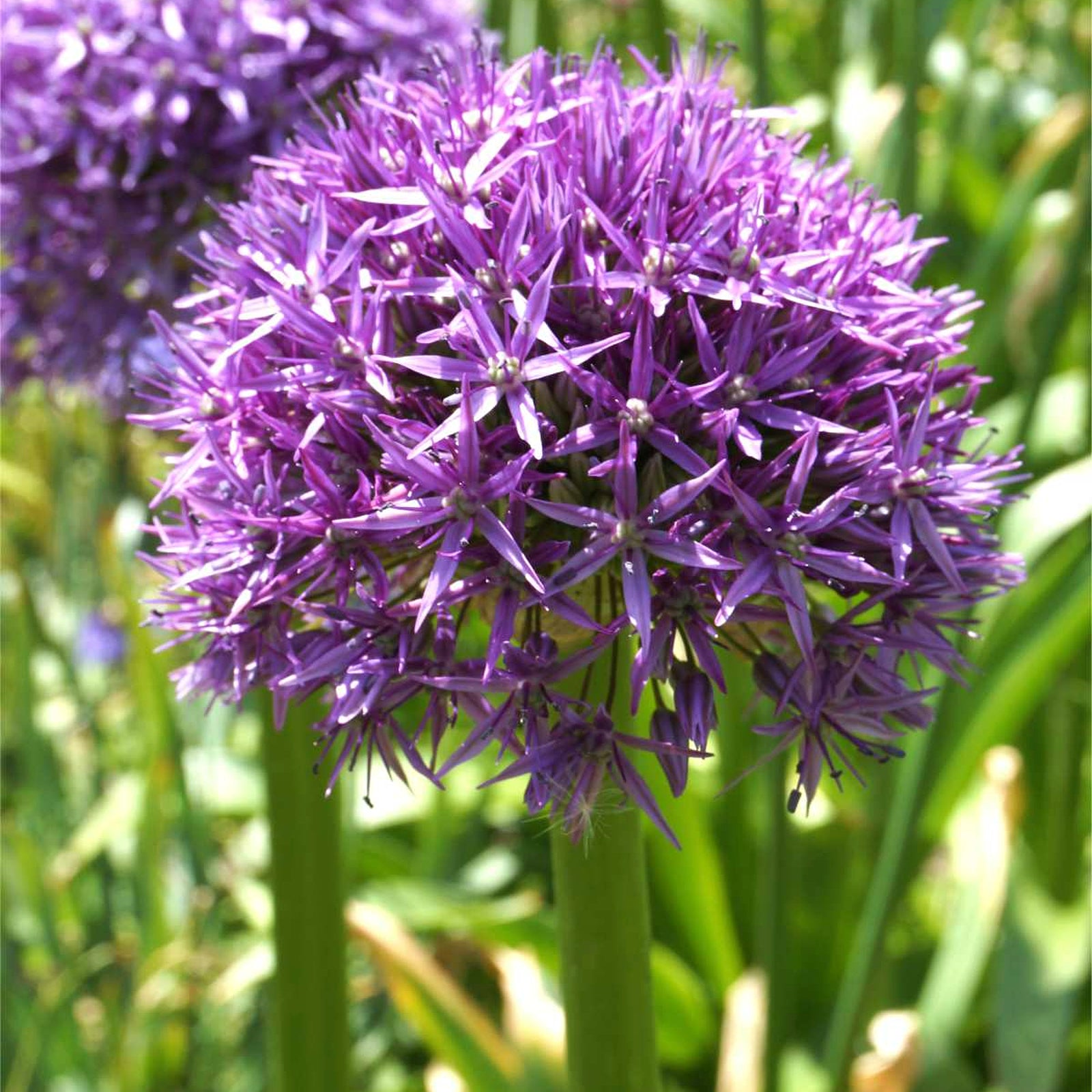 Giant Allium Dutchman Bulbs