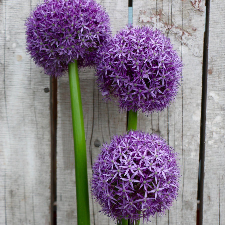 Giant Allium Dutchman Bulbs ALIUMDUTCHMAN-image2 2