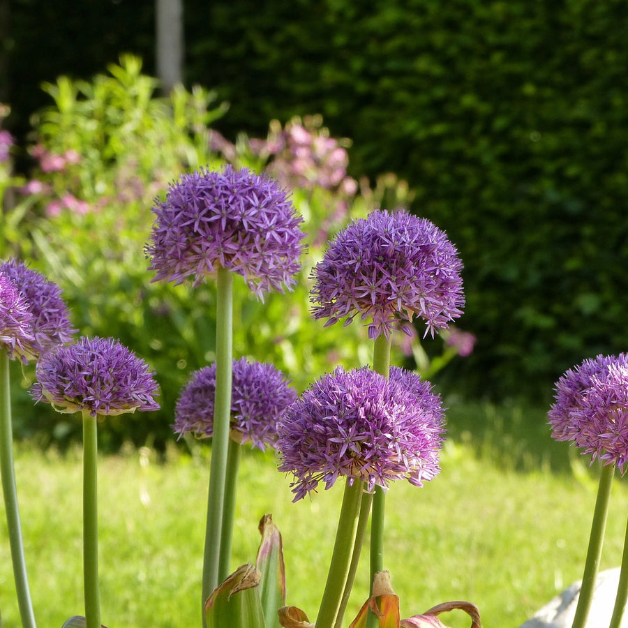 Giant Allium Dutchman Bulbs ALIUMDUTCHMAN-image4 4