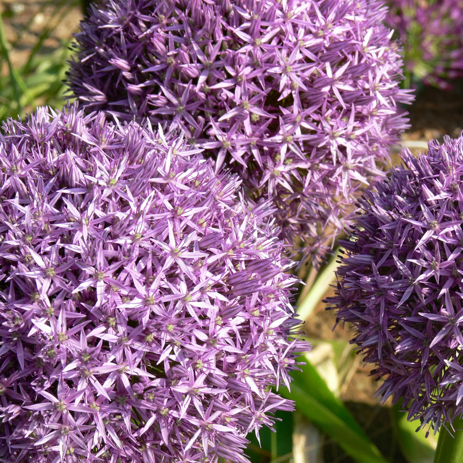 Giant Allium Dutchman Bulbs ALIUMDUTCHMAN-image5 5