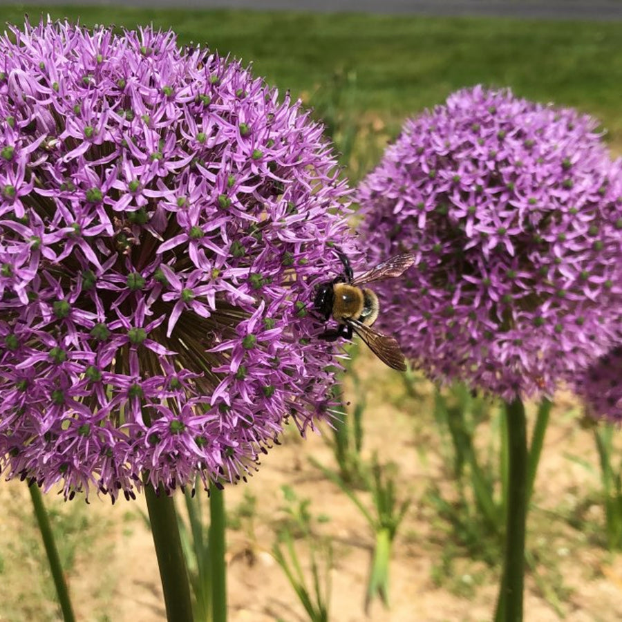 Giant Allium Dutchman Bulbs ALIUMDUTCHMAN-image6 6