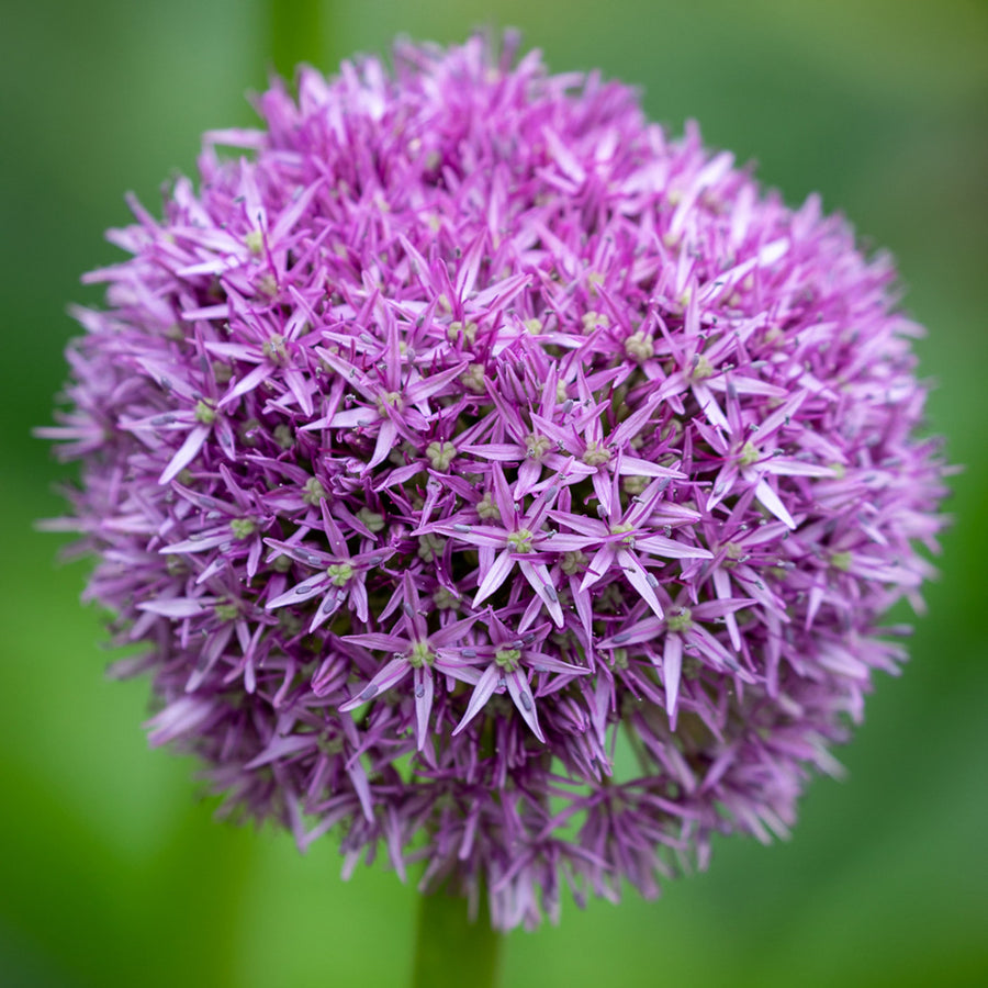 Giant Allium Globemaster Bulbs ALIUMGLBMASTR-image1 7