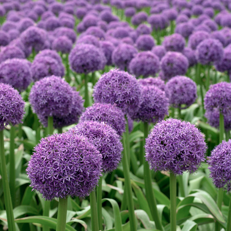 Giant Allium Globemaster Bulbs ALIUMGLBMASTR-image2 2