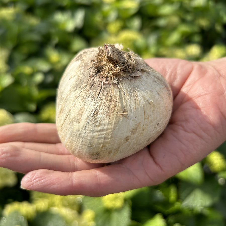 Giant Allium Globemaster Bulbs ALIUMGLBMASTR-image3(v2) 3
