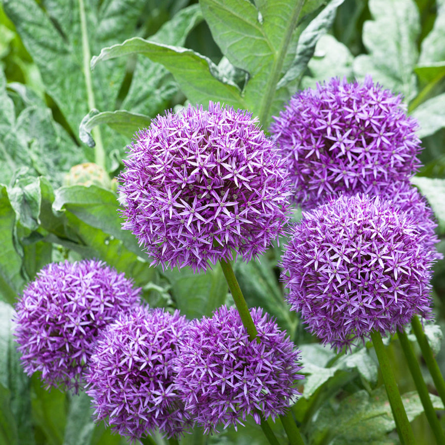Giant Allium Globemaster Bulbs ALIUMGLBMASTR-image4 4