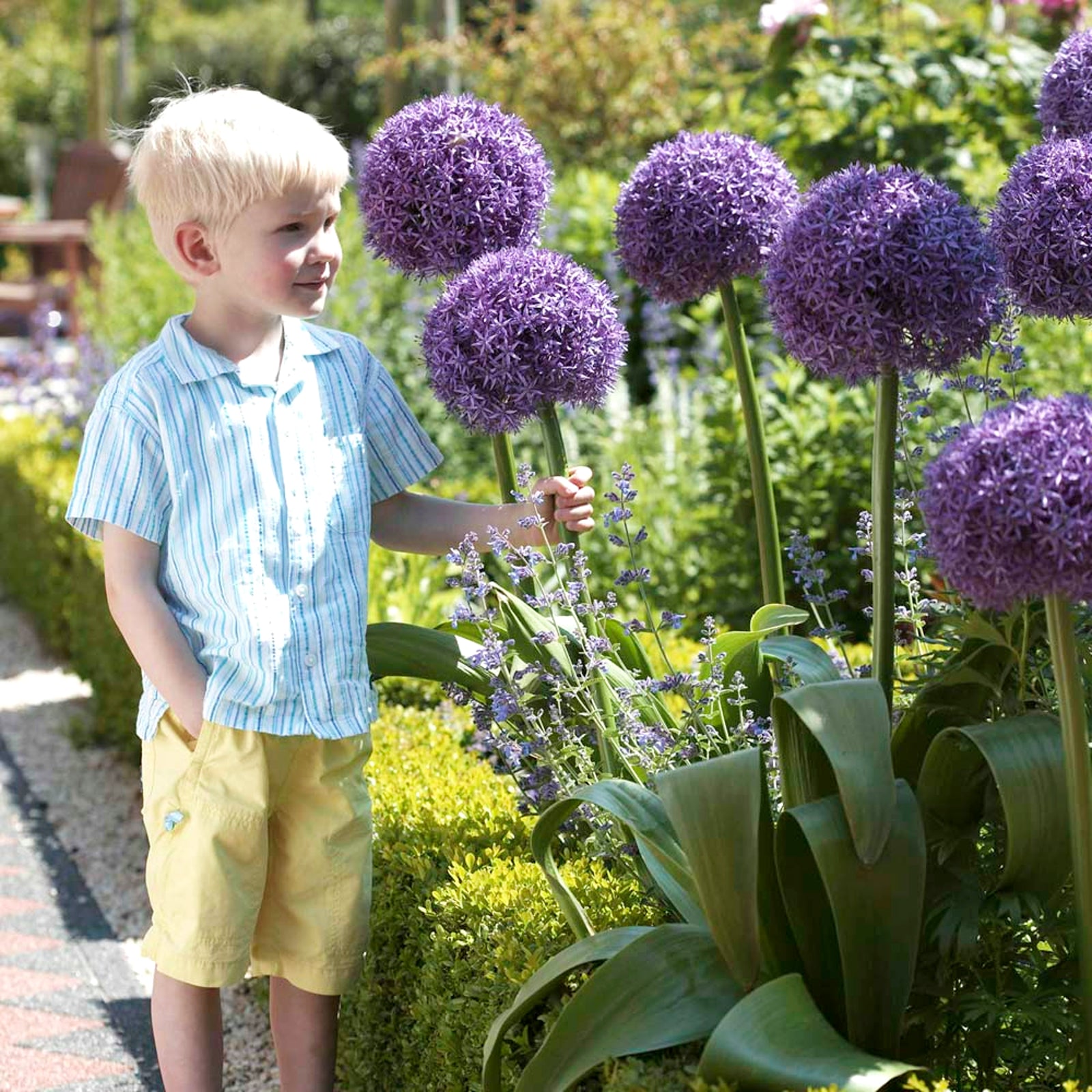 Giant Allium Globemaster Bulbs