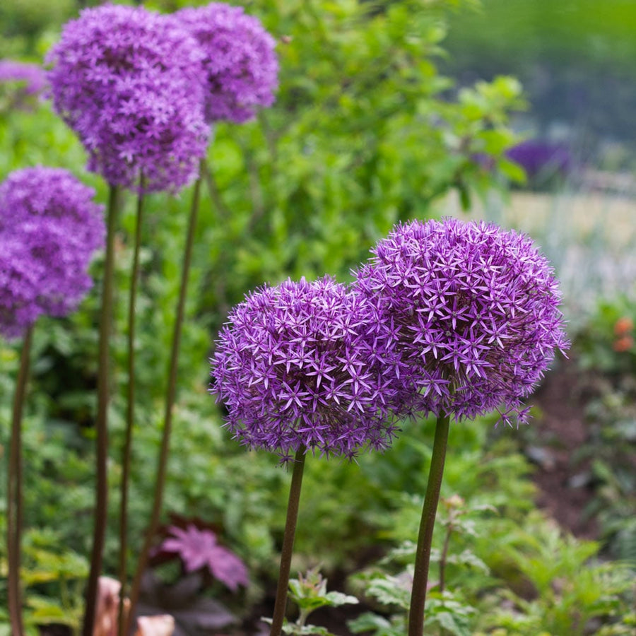 Giant Allium Globemaster Bulbs ALIUMGLBMASTR-image6 5