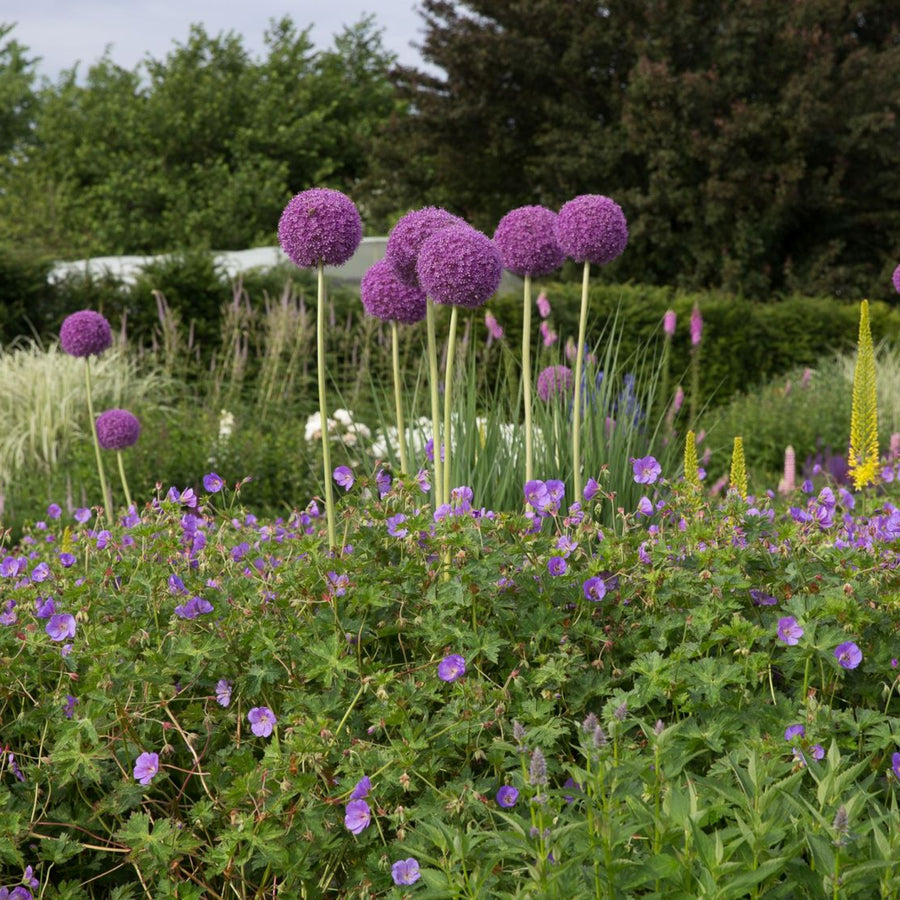 Giant Allium Globemaster Bulbs ALIUMGLBMASTR-image7 6
