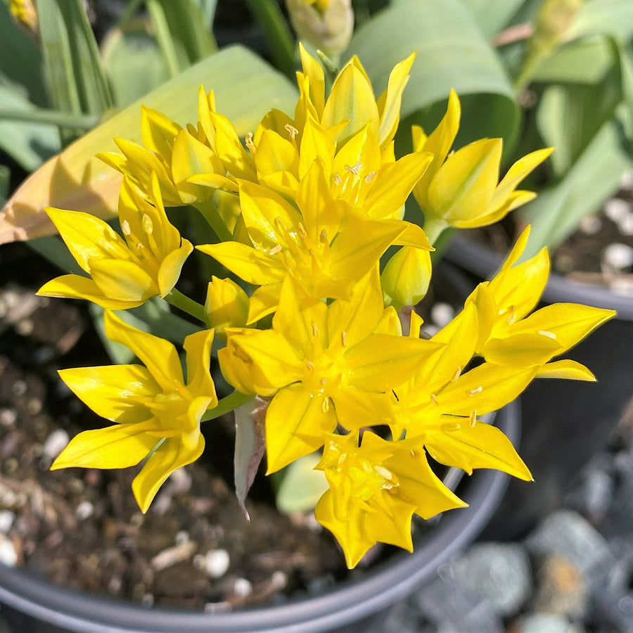 Allium Moly Yellow Bulbs ALIUMMOLY-image1 1