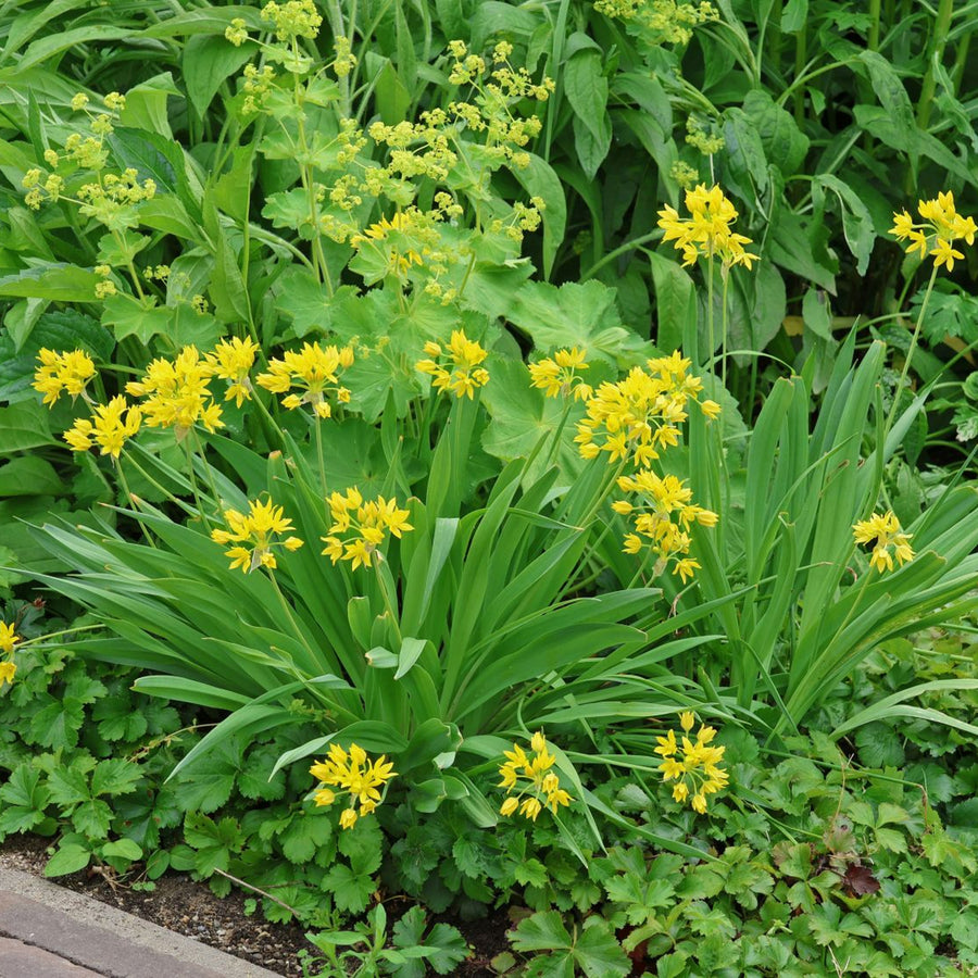 Allium Moly Yellow Bulbs ALIUMMOLY-image4 3