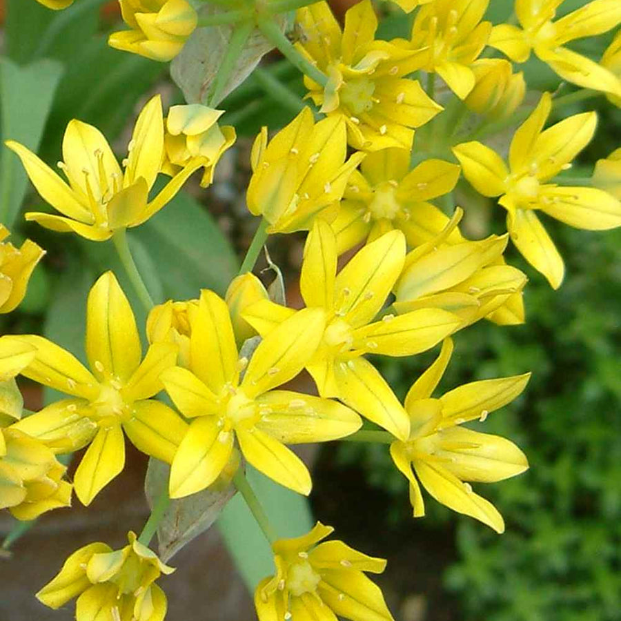 Allium Moly Yellow Bulbs ALIUMMOLY-image5 2