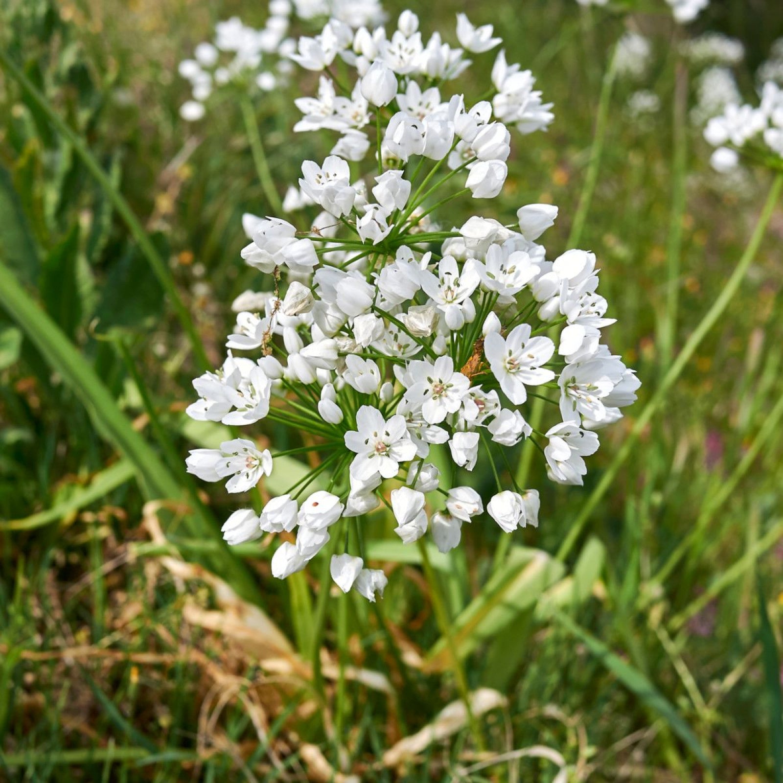 Allium Neapolitanum Bulbs